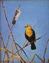 Yellow-headed Blackbird